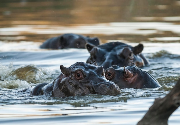 HIPPOPOTAMUS AMPHIBIUS nel parco nazionale Kruger Sud Africa