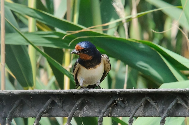 Hirundo rustica