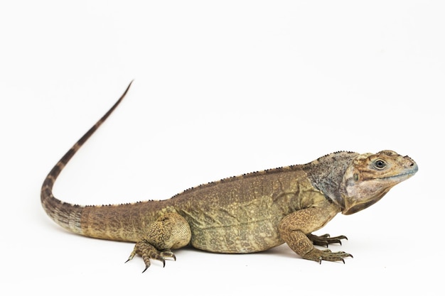 Hispaniolan Rhinoceros Iguana lucertola Cyclura cornuta cornuta isolato su sfondo bianco