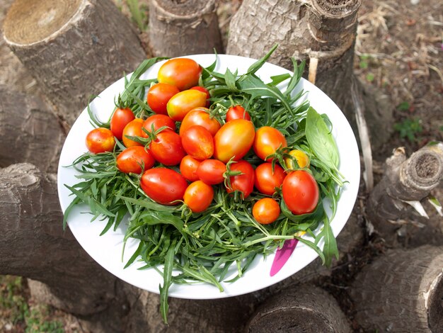 ho appena raccolto i pomodori