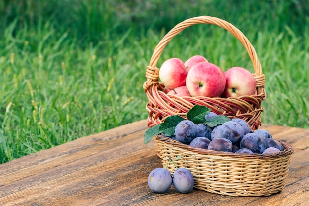 Ho appena raccolto prugne mature e mele rosse in cesti di vimini su vecchie tavole di legno con erba da giardino sullo sfondo. Frutta appena raccolta