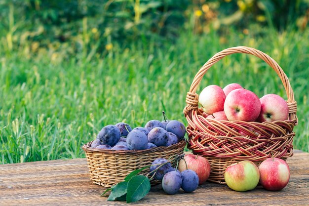 Ho appena raccolto prugne mature e mele rosse in cesti di vimini su vecchie tavole di legno con erba da giardino sullo sfondo. Frutta appena raccolta