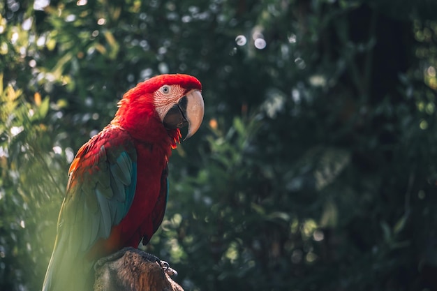 Ho trovato questo bellissimo uccello, chiamato Ara Rossa o molte persone lo chiamano Ara.