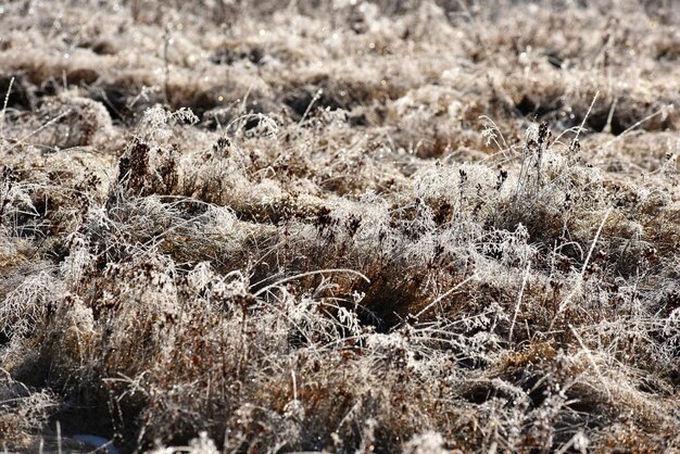 Hoarfrost sull'erba Rime sull'erba in una fredda mattina d'inverno