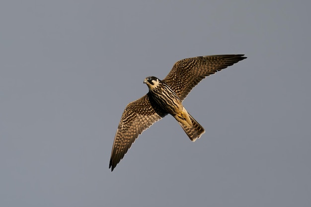 Hobby eurasiatico Falco subbuteo