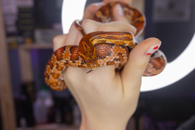 Hognose occidentale subadulto tenuto nella mano di una donna adulta