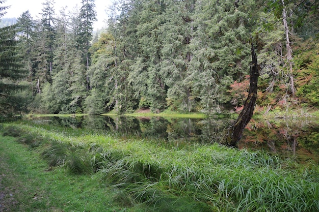 Hoh foresta pluviale nel parco nazionale olimpico di Washington