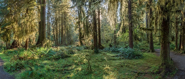 Hoh Rain Forest nel Parco Nazionale di Olympic Washington USA