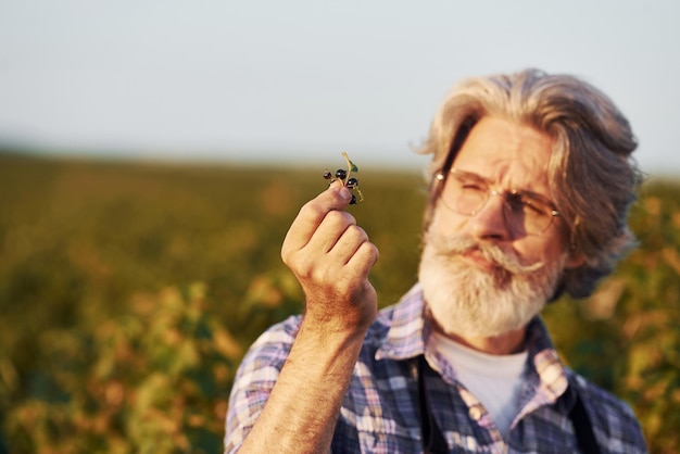 Holding berry Ritratto di uomo anziano elegante con capelli grigi e barba sul campo agricolo