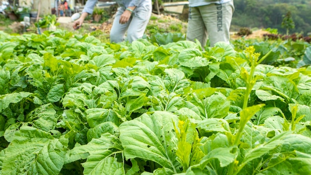 Holiday Urban Farmer Farmer Orto Aratura Raccolta Verdure