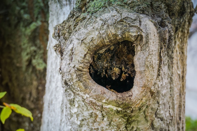 Hollow sull&#39;albero