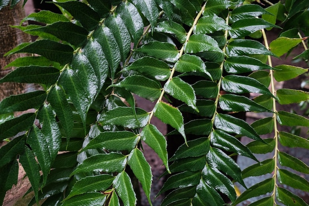 Hollyfern della casa o felce dell'agrifoglio giapponese