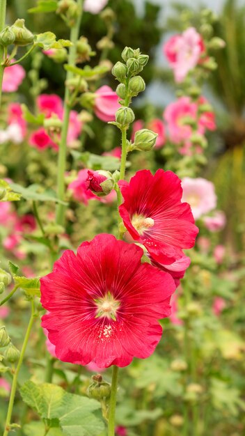 Hollyhocks rosso fiore in un giardino.