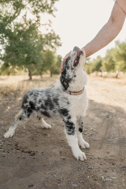 hombre acaricia un perro contento