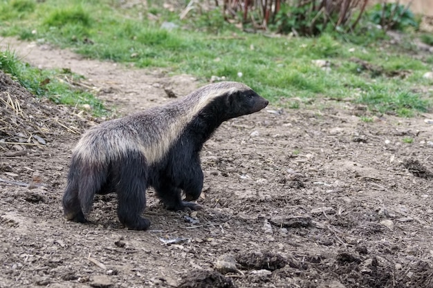 Honey Badger (Mellivora capensis) in giro per il suo territorio