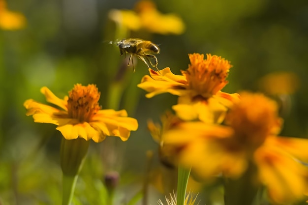 Honey bee Apis mellifera forager raccoglie il nettare dai fiori d'arancio di Butterfly Weed Asclepias tuberosa Closeup Copy space