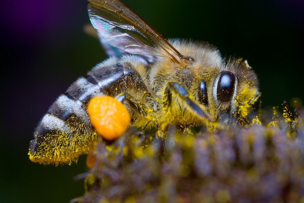 Honey Bee Gathering Pollen sul fiore