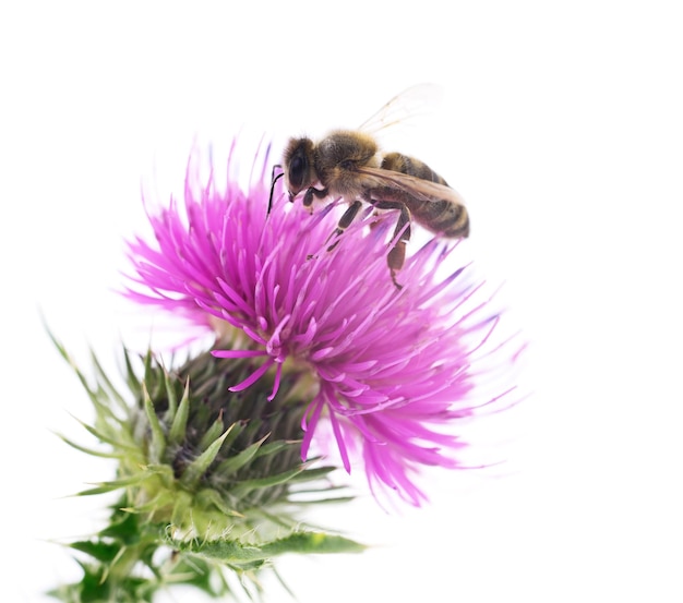 Honey Bee on Pink Flower