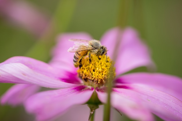 Honey Bee on Pink Flower