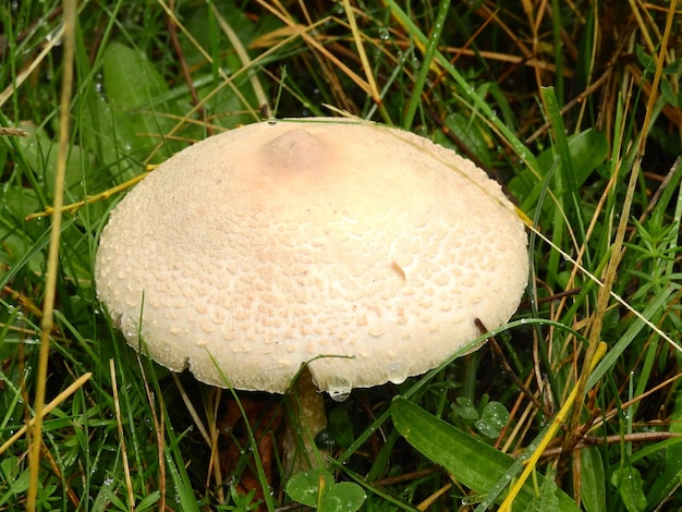 Hongos de otoño en la pradera