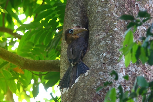 Horbill in Thailandia. Tickell è marrone su un albero.