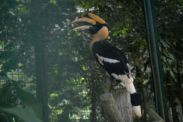 Hornbill allo zoo