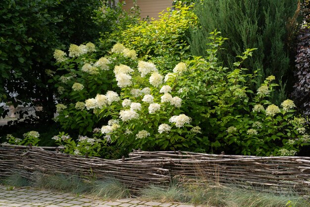 hortensia bianca con foglie verdi fiorente fiore di hortensia