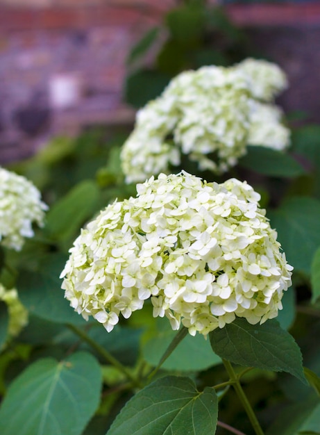 Hortensia bianco in fiore