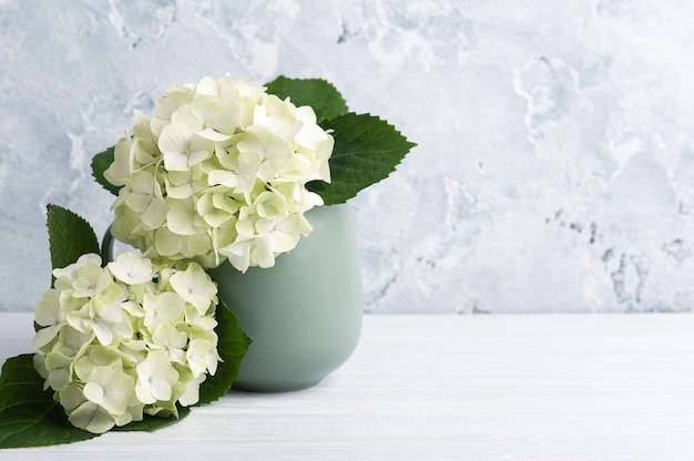 Hortensia verde bianco fiori in vaso