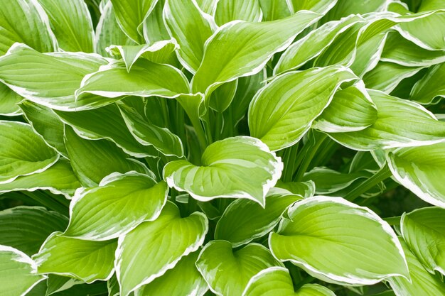 Hosta Funkia, gigli piantaggine in giardino