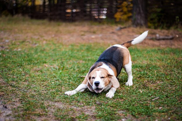 Hound Beagle in una passeggiata nel parco autunnale