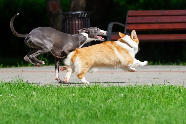 Hound Greyhound e Corgi camminano nel parco