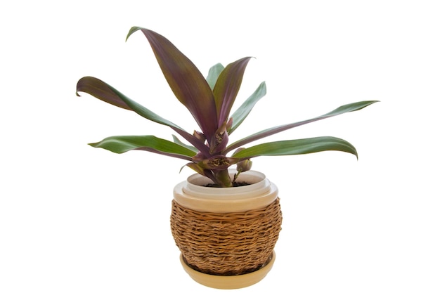 Houseplant Rhoeo scolorire in vaso isolato su sfondo bianco