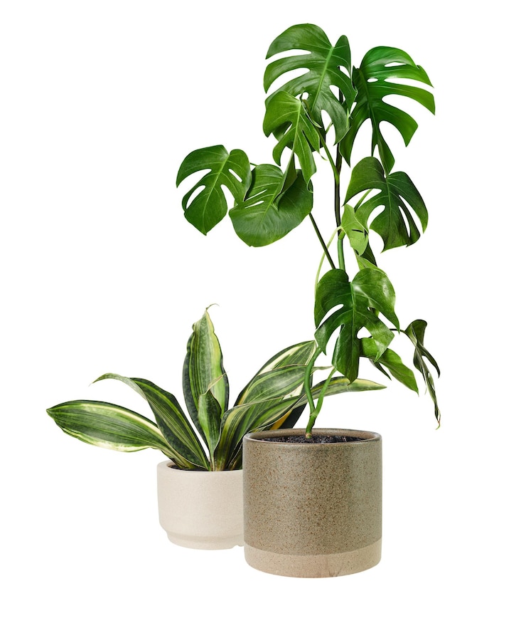 Photo houseplants png mockup tropical green leaf transparent background