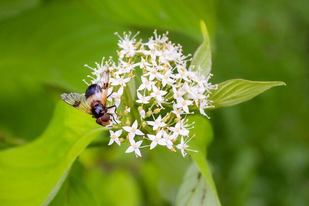 Hoverfly a strisce su piccoli fiori bianchi tra le foglie verdi. Macro.