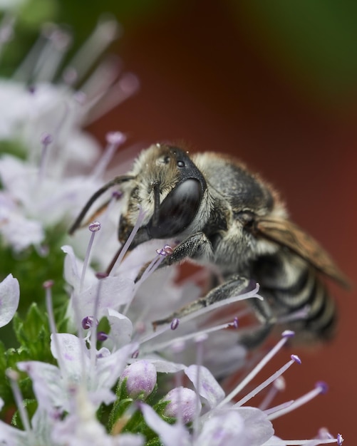 Hoverfly su un fiore bianco