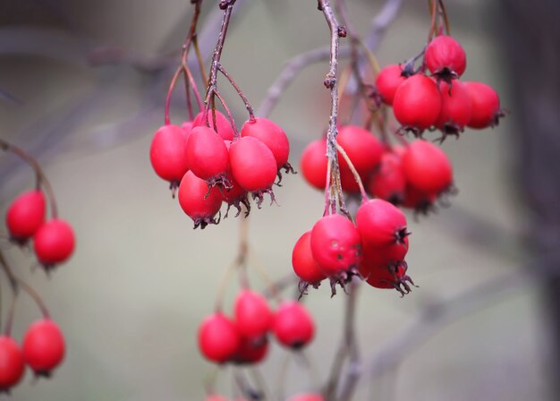 Howthorn bacche rosse mature sui rami degli alberi all'aperto