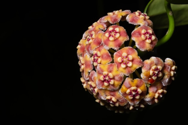 Hoya fiori in natura