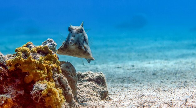 Humpback Turretfish (Tetrosomus gibbosus), Thornback Boxfish in Mar Rosso, Eilat, Israele