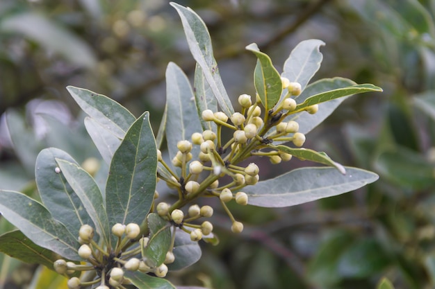 Huojas di alloro fresco dal giardino biologico