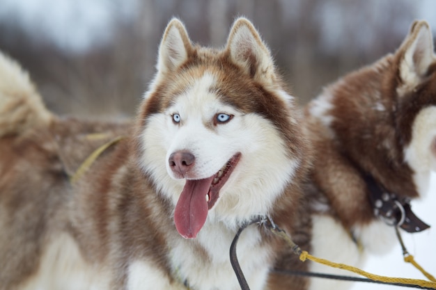 Huskies in imbracatura