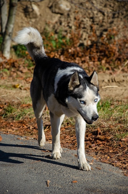 Husky cane con bellissimi occhi azzurri autunno Parco Passeggiate con il cane