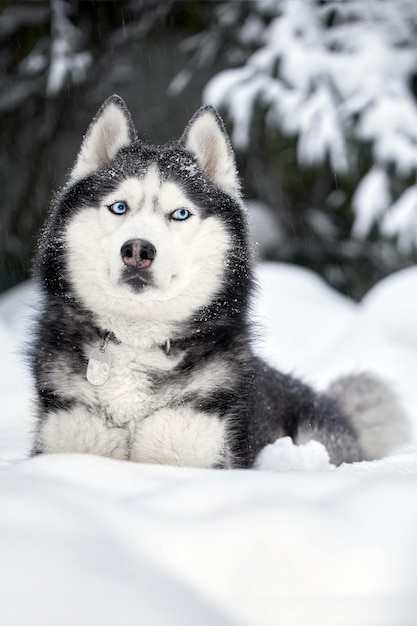 Husky cane sdraiato nella neve Husky siberiano con gli occhi azzurri nella foresta invernale