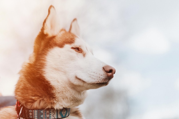 Husky cane siberiano ritratto carino bianco marrone mammifero animale domestico di un anno di età con gli occhi azzurri in autunno rustico e campagna natura foresta primo piano bagliore