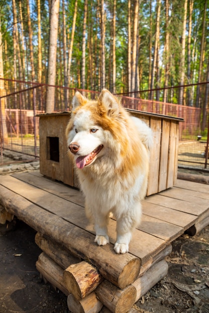 Husky di razza in una gabbia all'aperto in un allevamento di cani haskiland vicino a Kemerovo in Russia