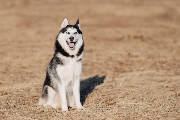 Husky. Il cane cammina nella natura. Paesaggio autunnale. Prato secco giallo. Il cane è seduto e guarda in alto.