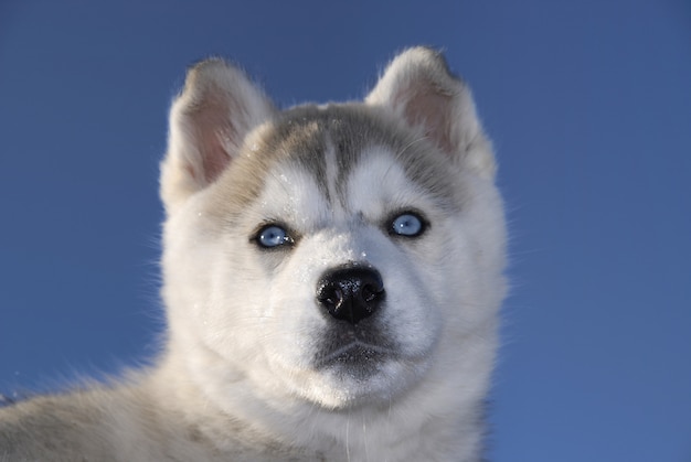 Husky in inverno