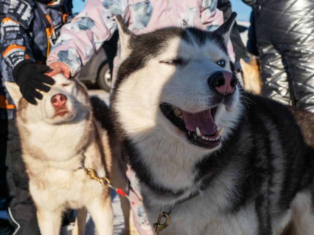 Husky in piedi in imbracatura nel soleggiato clima invernale