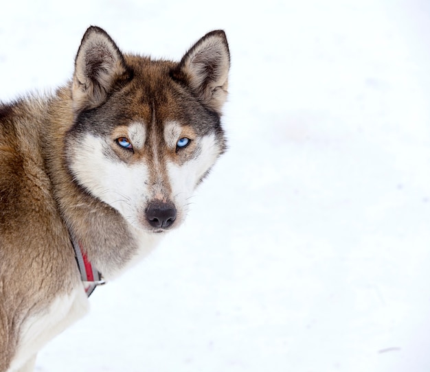 Husky in vivaio per cani in inverno