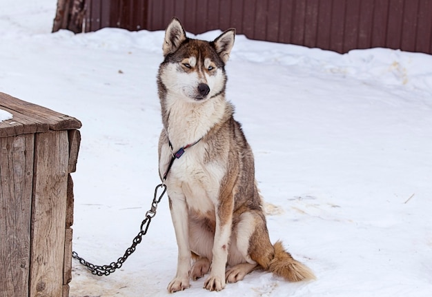 Husky in vivaio per cani in inverno